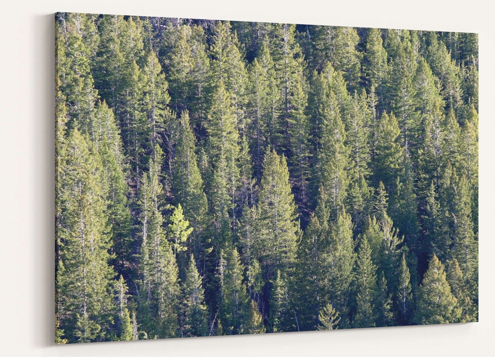 Pine-fir forest, Great Basin National Park, Nevada