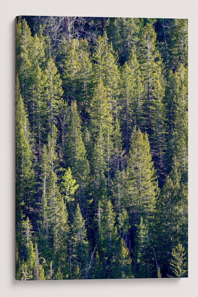 Forest, Great Basin National Park, Nevada, USA