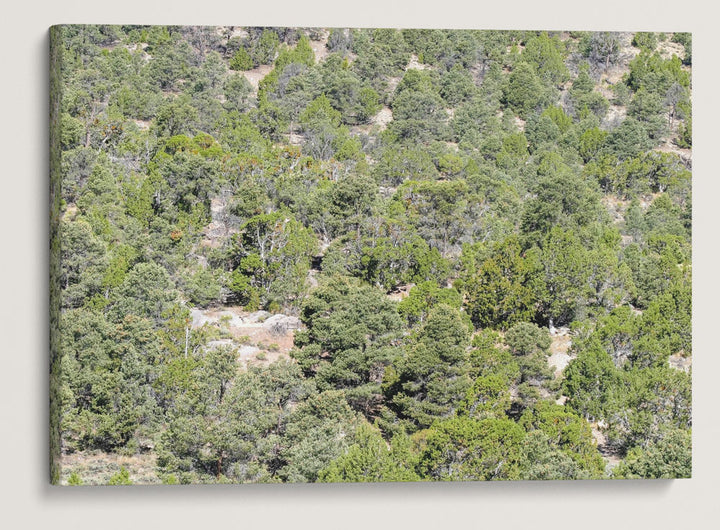 Pinyon Pine-Juniper Forest, Great Basin National Park, Nevada, USA