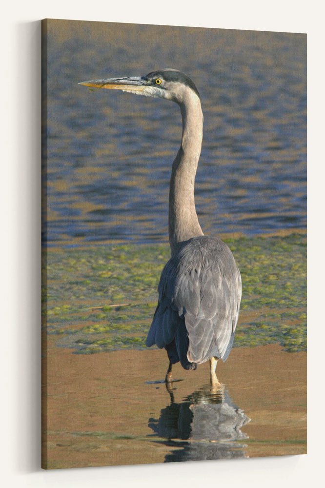 Great Blue Heron, Tule Lake National Wildlife Refuge, California