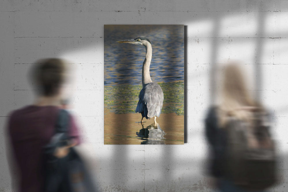 Great Blue Heron, Tule Lake National Wildlife Refuge, California