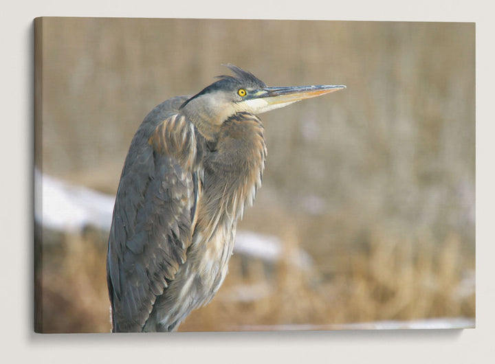 Great Blue Heron, Tule Lake National Wildlife Refuge, California, USA