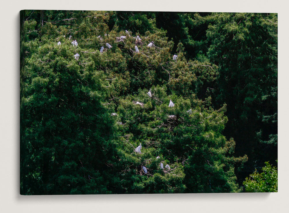 Great Egrets Nesting in Coastal Redwoods, Audubon Canyon Ranch, California, USA