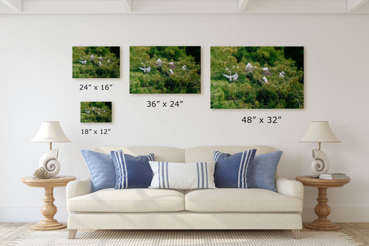 Great Egrets Nesting in Coastal Redwoods, Audubon Canyon Ranch, California, USA