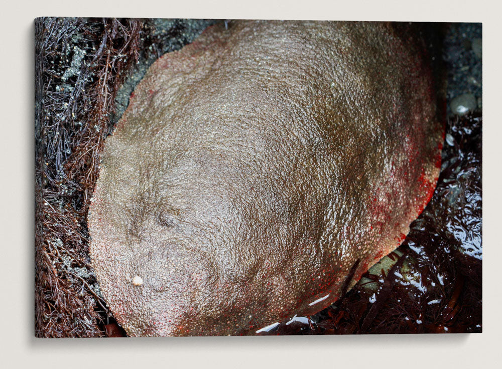 Gumboot Chiton, Martin Creek Beach, Trinidad, Northern California, USA