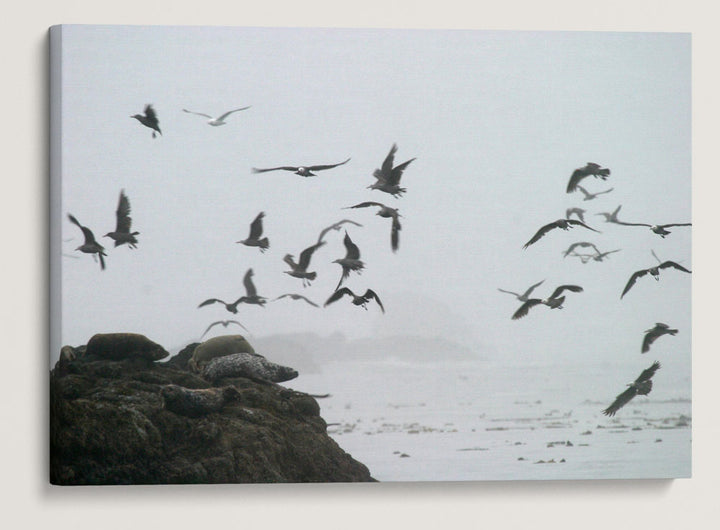 Gulls in Flight, Trinidad Bay, Trinidad, Northern California, USA