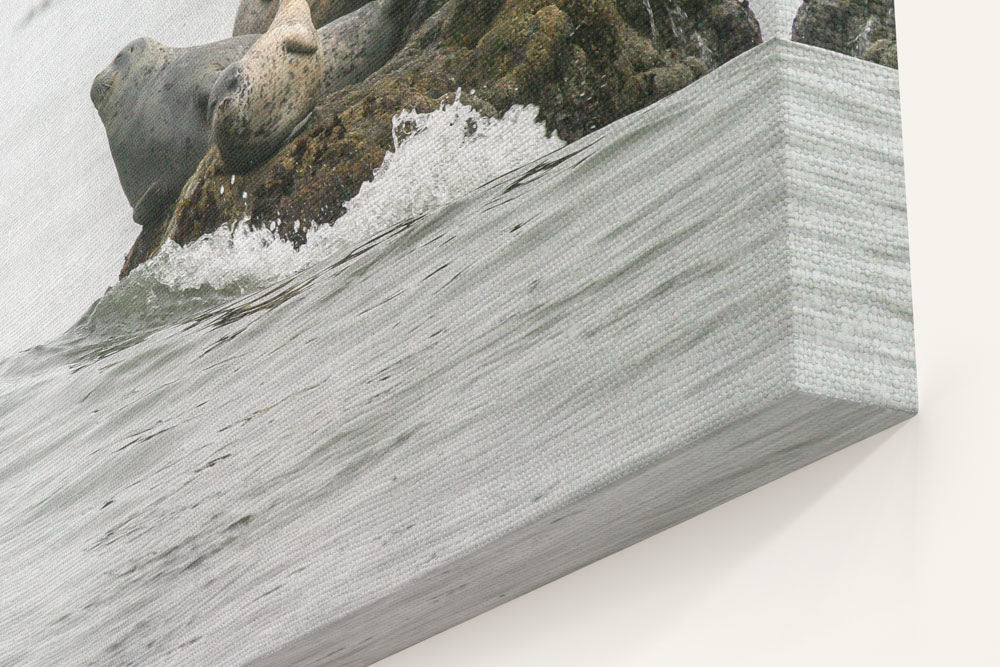 Harbor Seals On Offshore Rock, Trinidad Bay, Trinidad, California, USA