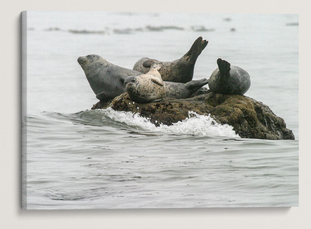 Harbor Seals On Offshore Rock, Trinidad Bay, Trinidad, California, USA