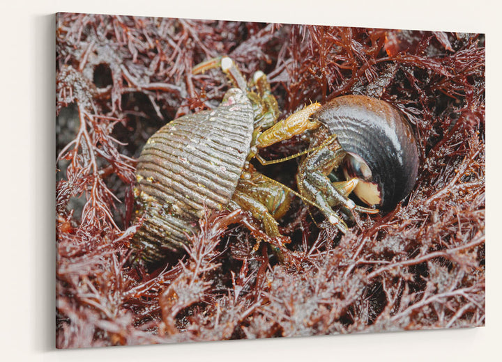 Hermit Crabs, Martin Creek Beach, Trinidad, California