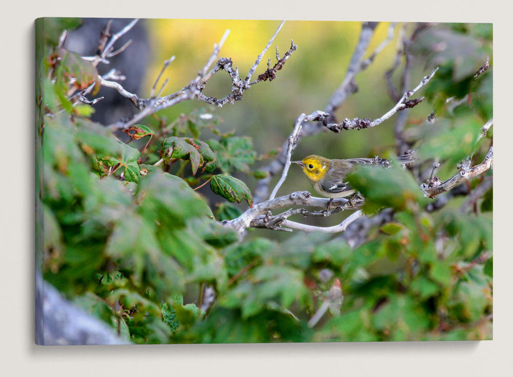 Hermit Warbler and Vine Maple, Carpenter Mountain, HJ Andrews Forest, Oregon, USA