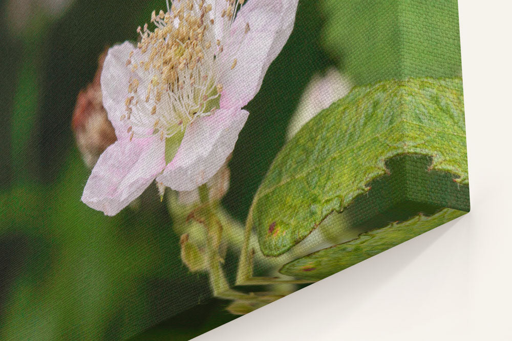 Himalayan blackberry, Pigeon Butte, William L. FInley National Wildlife Refuge, Oregon