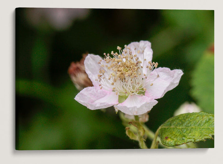 Himalayan blackberry, Pigeon Butte, William L. FInley National Wildlife Refuge, Oregon