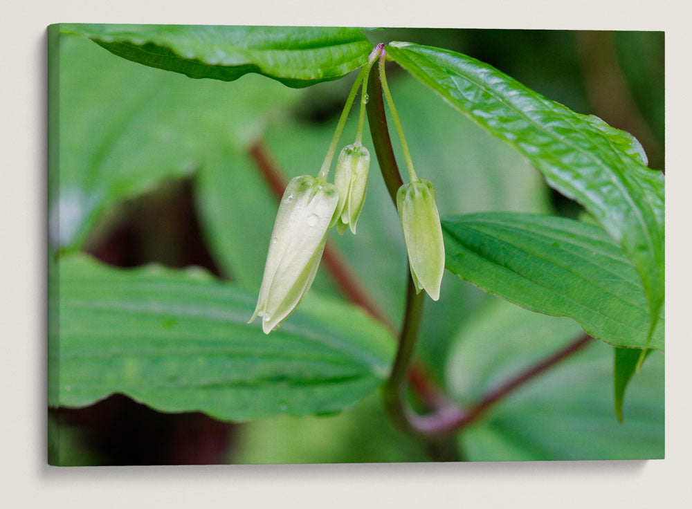 Hooker's fairybell, Giant Spruce trail, Cape Perpetua Scenic Area, Siuslaw National Forest, Oregon