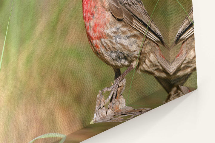 House finch, Fort Spokane, Lake Roosevelt NRA, Washington