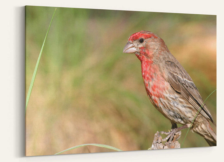 House finch, Fort Spokane, Lake Roosevelt NRA, Washington