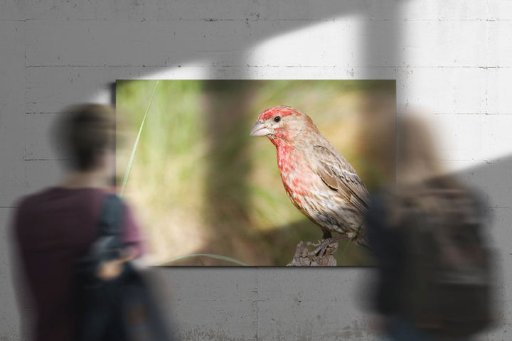 House finch, Fort Spokane, Lake Roosevelt NRA, Washington