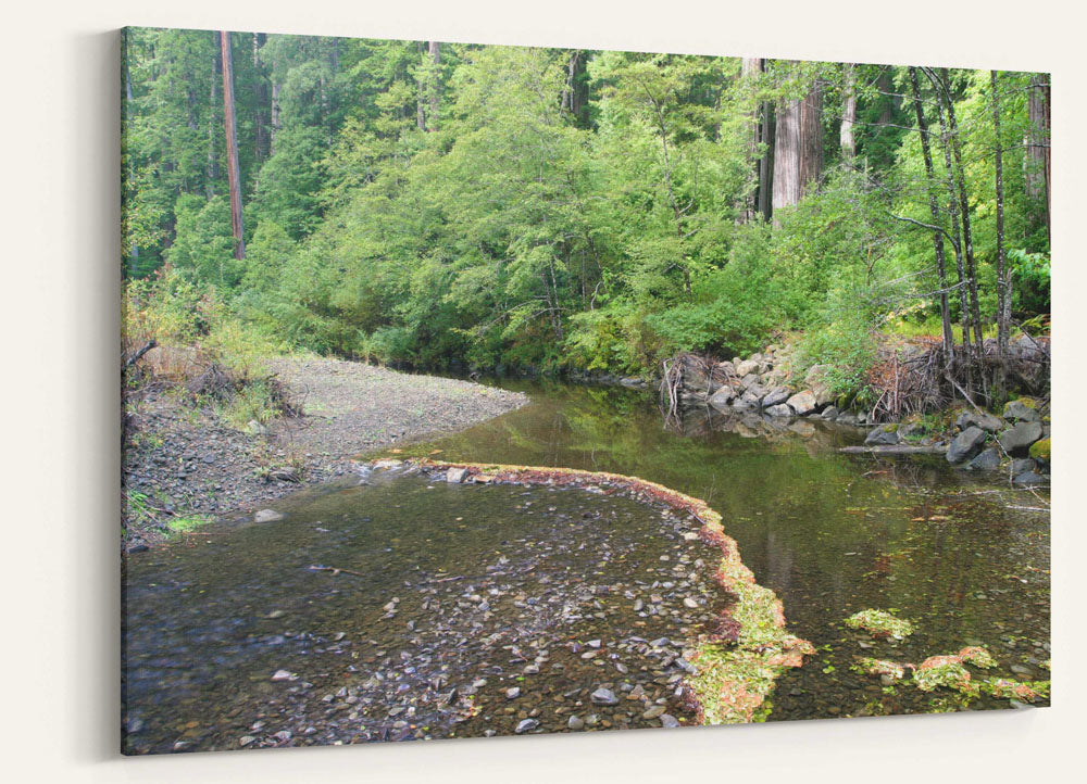 Bull Creek, Humboldt Redwoods State Park, California