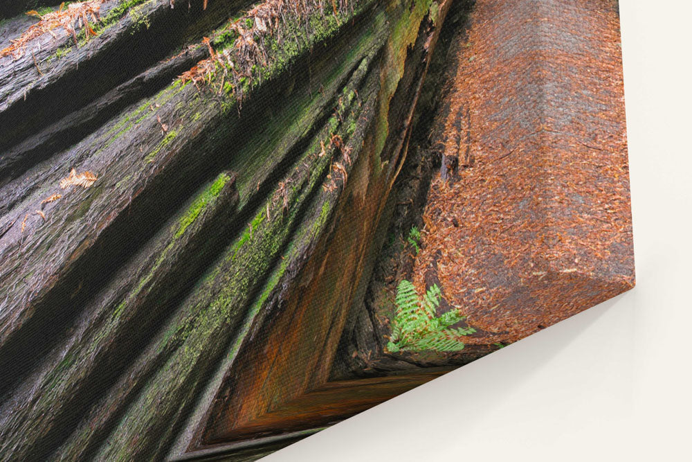 Dyerville Giant Coastal Redwood, Humboldt Redwoods State Park, California, USA