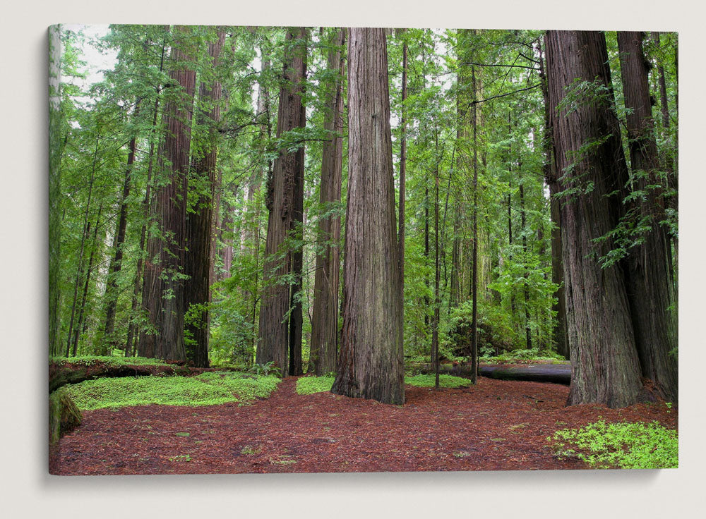 Humboldt Redwoods State Park, California