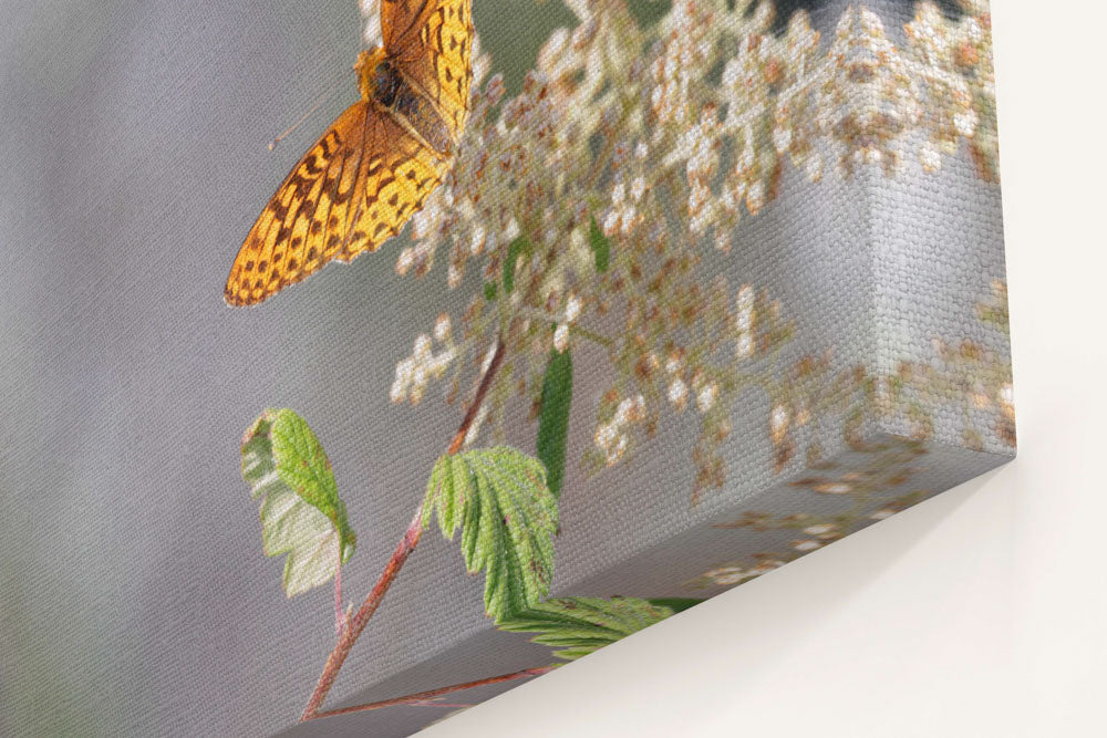 Hydaspe fritillary butterfly and Oceanspray, Carpenter Mountain, Oregon