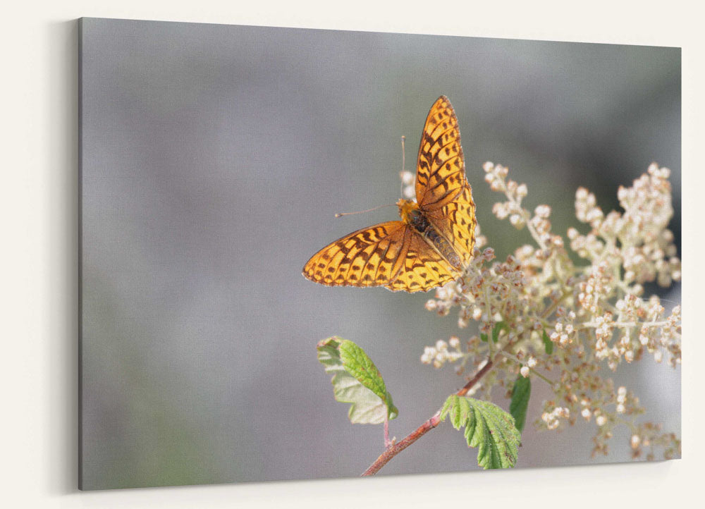 Hydaspe fritillary butterfly and Oceanspray, Carpenter Mountain, Oregon