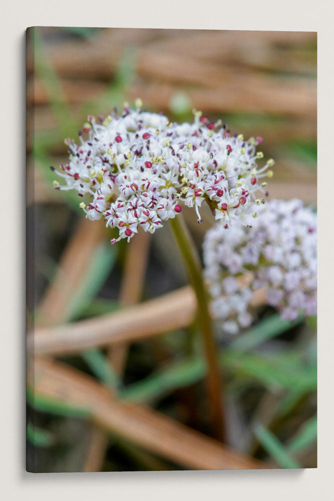 Indian Biscuitroot, Lake Roosevelt, Washington, USA