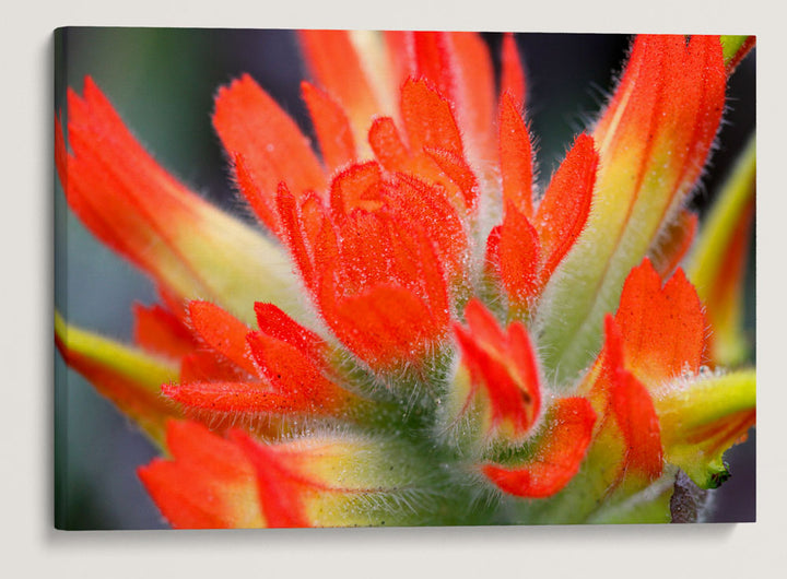 Indian Paintbrush, Trinidad State Beach, Trinidad, California, USA