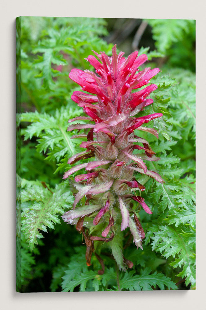 Flowering Indian Warrior, Humboldt Redwoods State Park, California