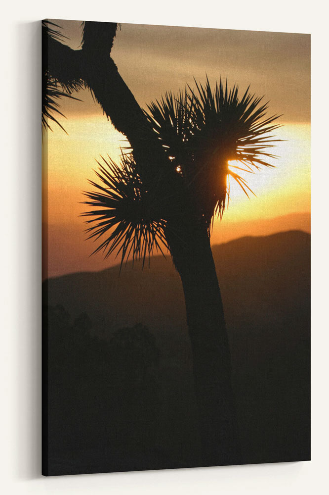 Joshua tree silhouetted at sunset, Joshua Tree National Park, California