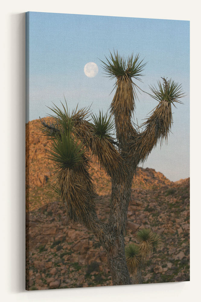 Joshua tree at Moonrise, Joshua Tree National Park, California