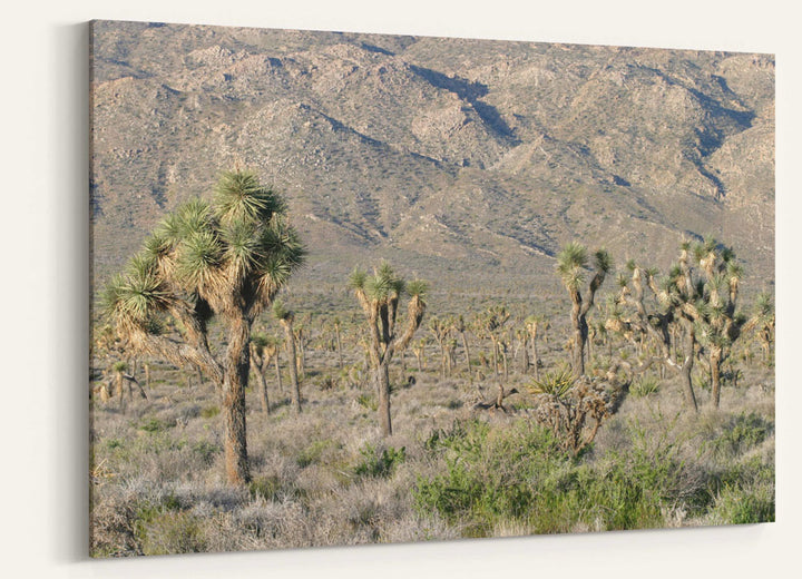 Joshua Tree Woodland, Joshua Tree National Park, California