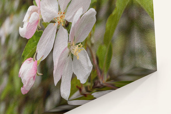 Klamath Plum, William L. Finley National Wildlife Refuge, Oregon