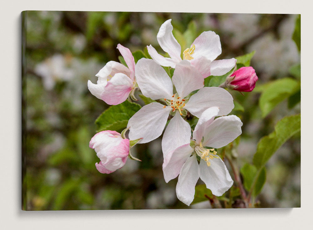 Klamath Plum, William L. Finley National Wildlife Refuge, Oregon