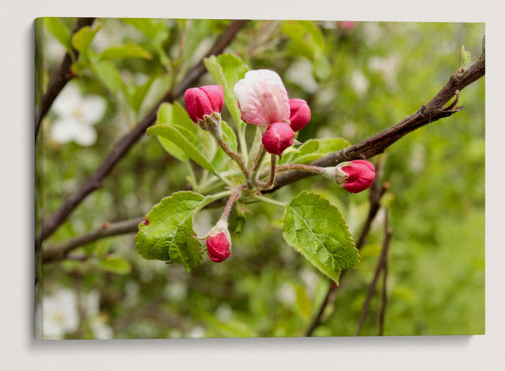 Klamath Plum, William L. Finley National Wildlife Refuge, Oregon