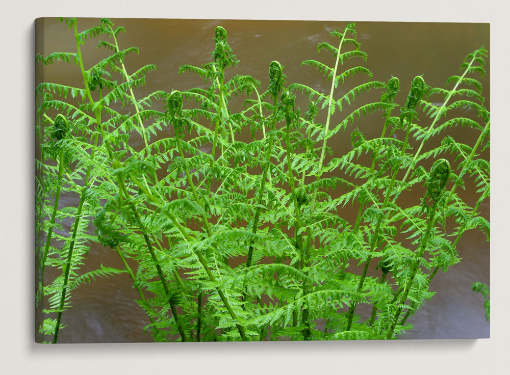 Lady Fern, Prairie Creek Trail, Prairie Creek Redwoods State Park, California