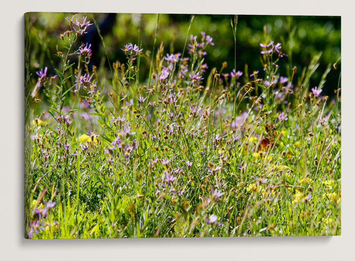 Leafy aster, Sun Notch, Crater Lake National Park, Oregon