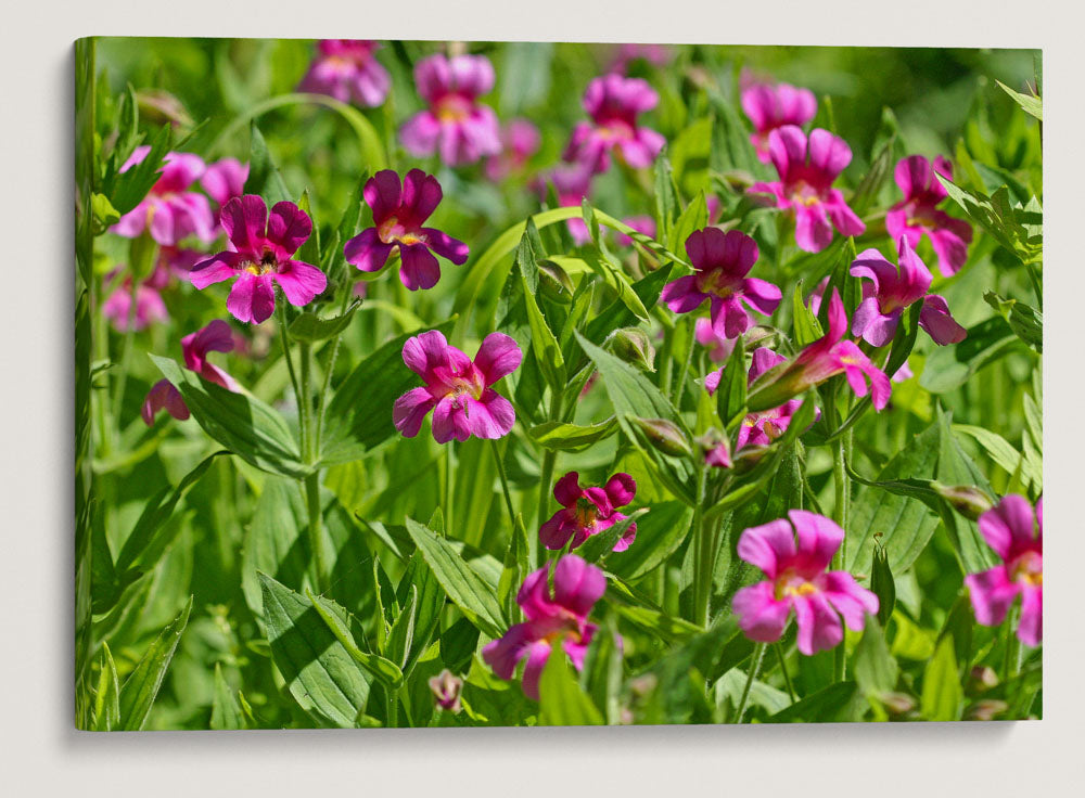 Lewis' Monkeyflower, Castle Crest Wildflower Garden, Crater Lake National Park, Oregon