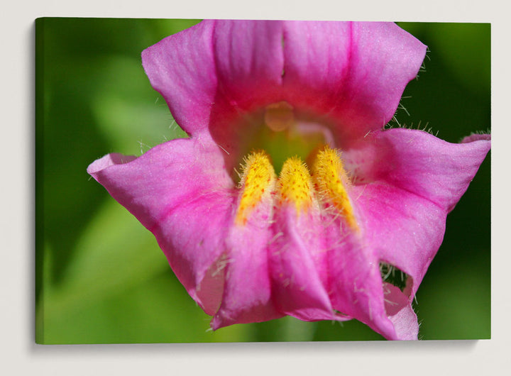 Lewis' Monkeyflower, Castle Crest Wildflower Garden, Crater Lake National Park, Oregon