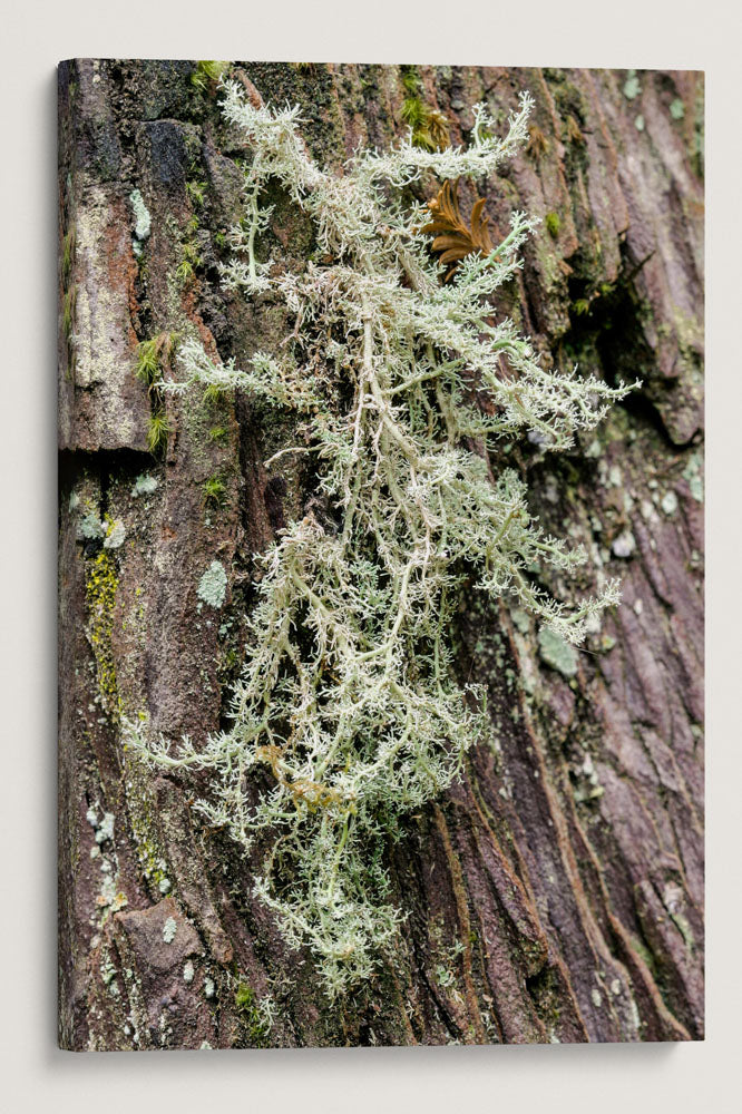 Lichen on Coastal Redwood, Del Norte Coast Redwood State Park, California