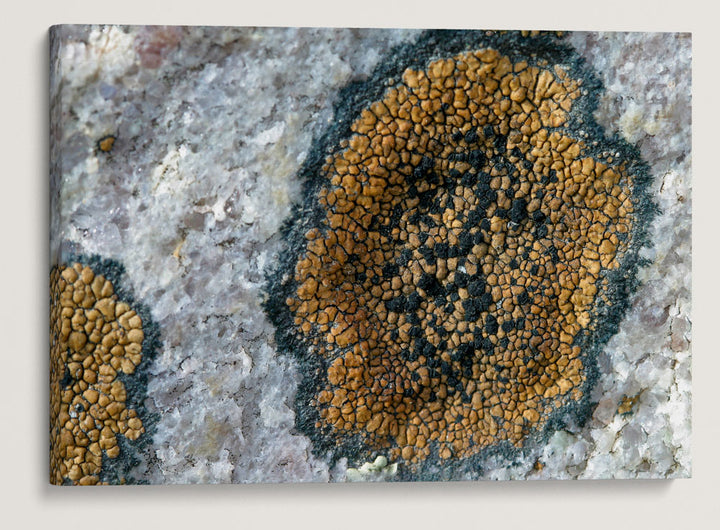 Rock Lichen, Great Basin National Park, Nevada, USA