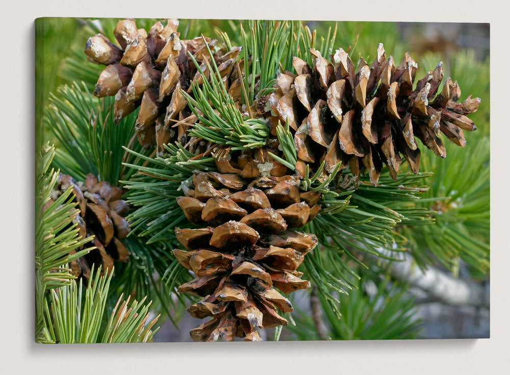 Limber pine, Great Basin National Park, Nevada