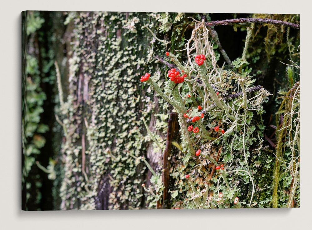 Lipstick Cladonia, Fall Creek National Recreation Trail, Willamette National Forest, Oregon