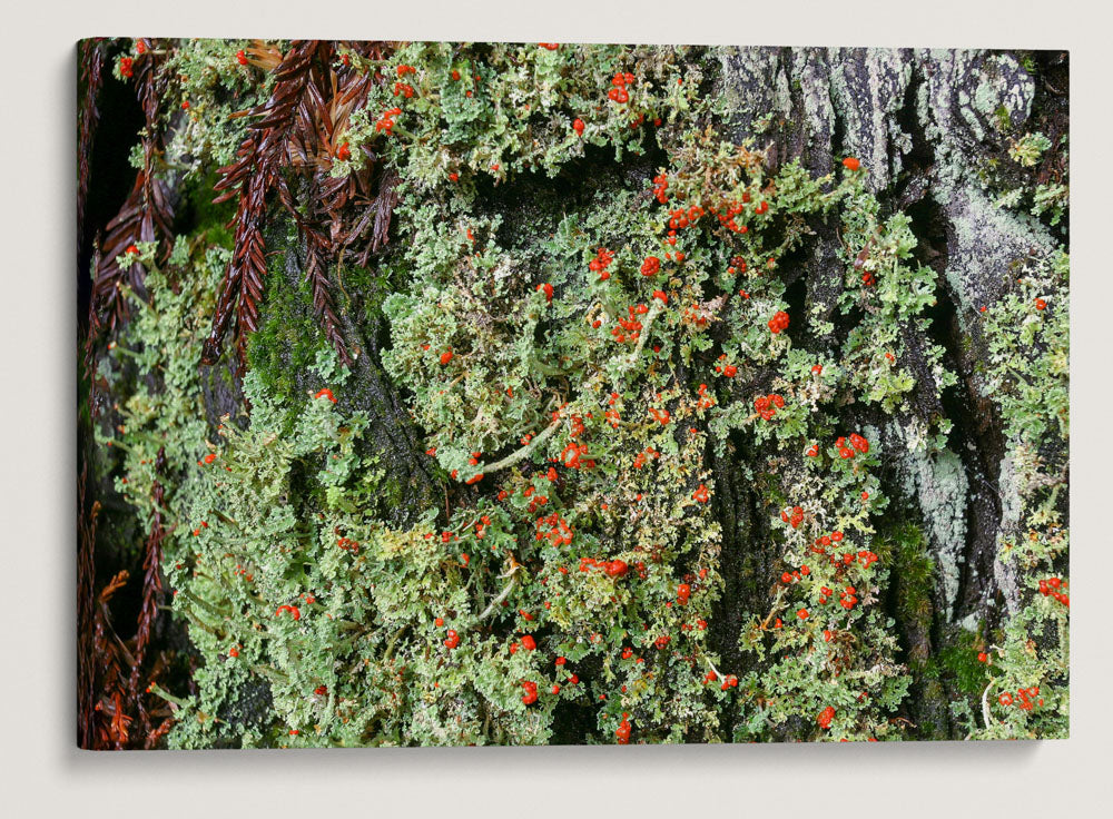 Lipstick Cladonia, Fall Creek National Recreation Trail, Willamette National Forest, Oregon