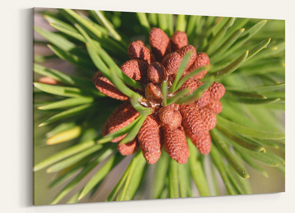 Lodgepole Pine Needles and Pollen Cones, Crater Lake National Park, Oregon