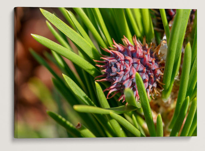 Lodgepole Pine, Crater Lake National Park, Oregon