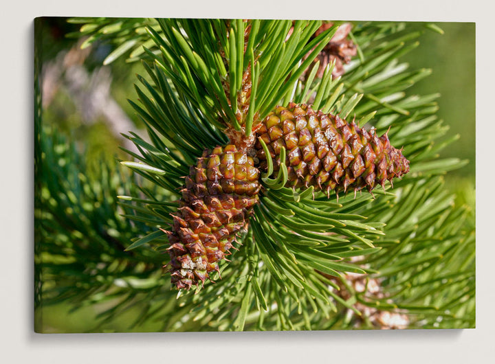 Lodgepole Pine Cones, Crater Lake National Park, Oregon