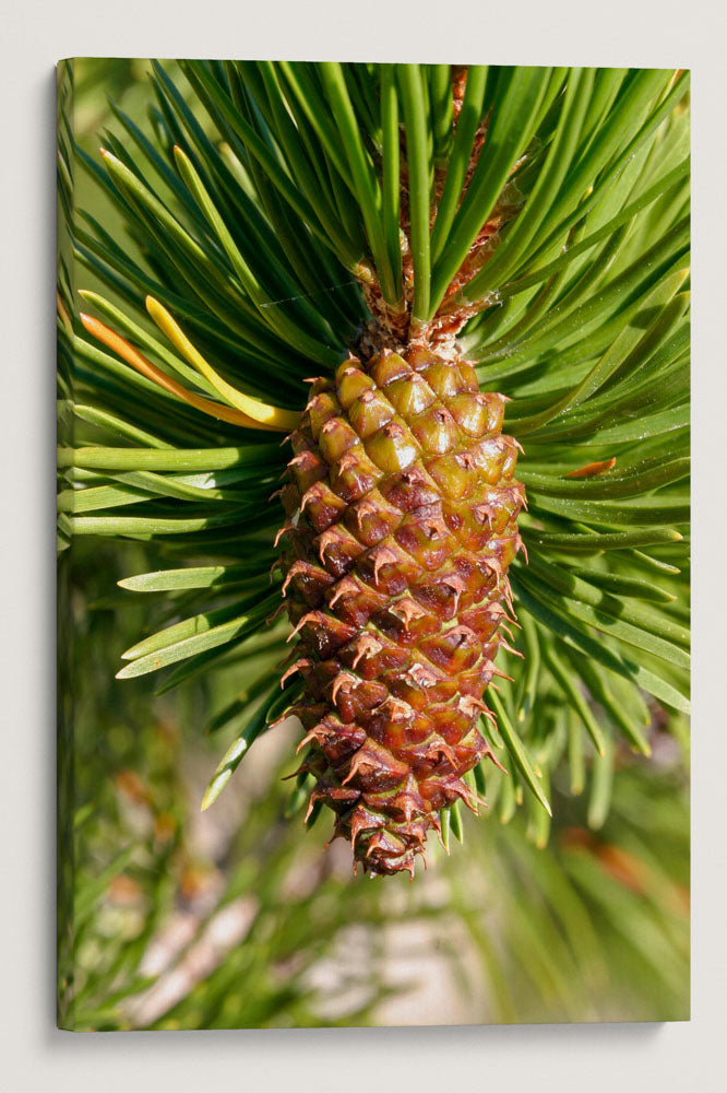 Lodgepole Pine Cone, Crater Lake National Park, Oregon