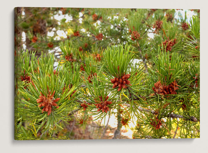 Lodgepole Pine, Crater Lake National Park, Oregon