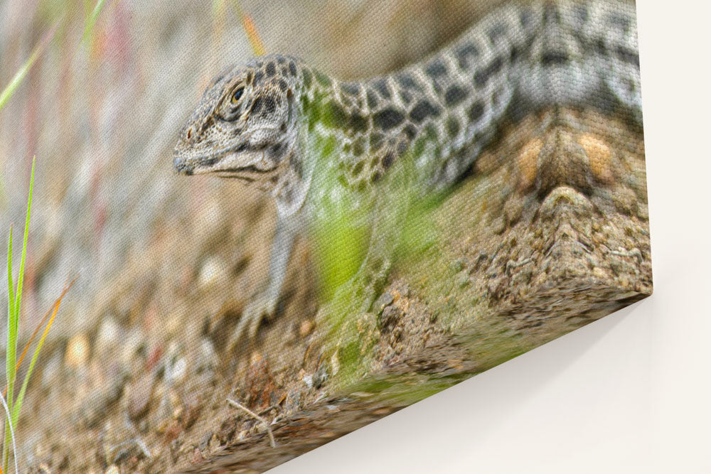 Long-Nosed Leopard Lizard, Alvord Lake, Eastern Oregon