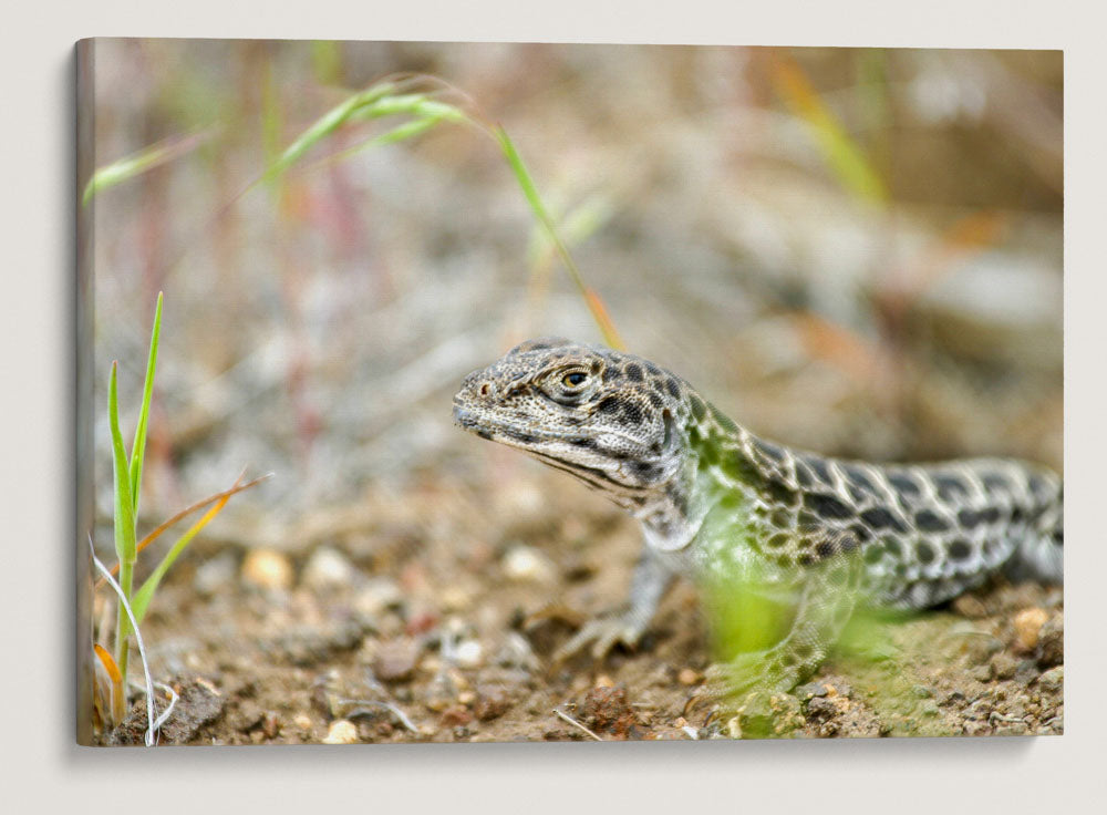 Long-Nosed Leopard Lizard, Alvord Lake, Eastern Oregon